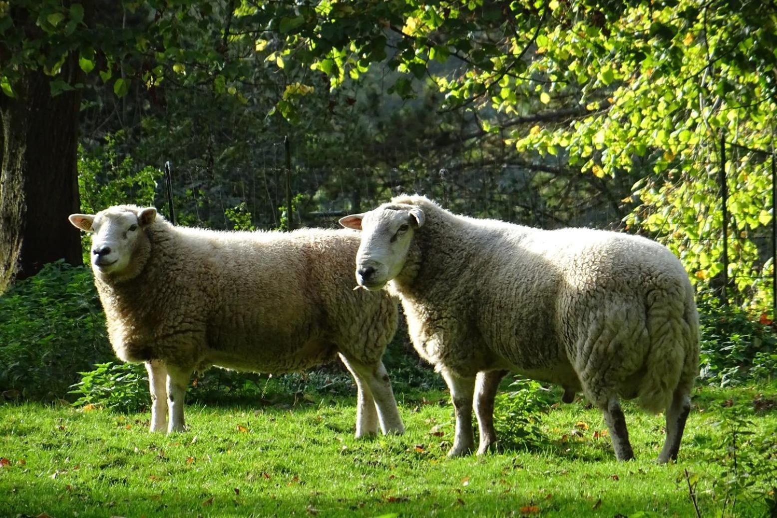 Aux Bois Dorés de la Ferme de sorval, animaux de la ferme, fitness Selvigny Extérieur photo